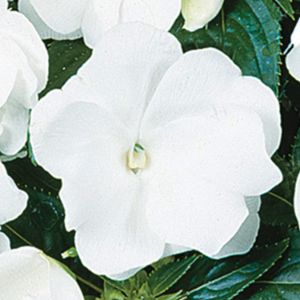 Impatiens (New Guinea)